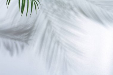 Ormanda tropik palmiye ağaçları. yaz tatili