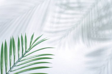 tropikal palmiye arkaplanı kopyalama alanı ile bırakır.