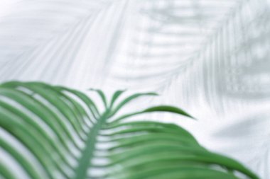 Tropikal palmiye ağacının yeşil yaprakları, doğa arka planı