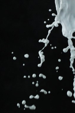 Siyah sırtında izole edilmiş taze süt damlaları.