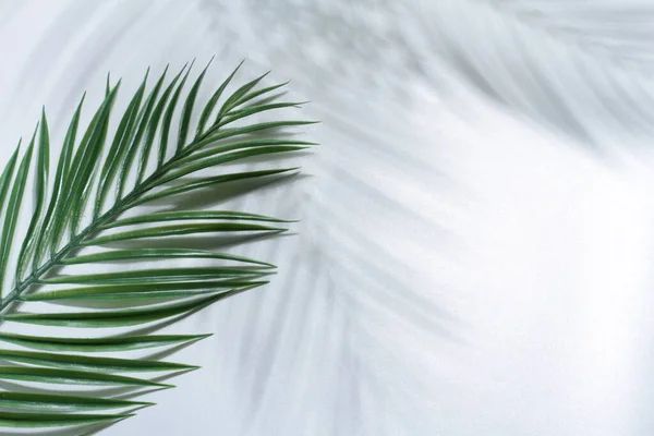 Τροπικά Φύλλα Φοίνικα Λευκό Φόντο Επίπεδη Lay — Φωτογραφία Αρχείου