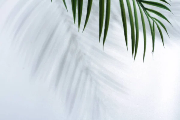 Τροπικά Φύλλα Φοίνικα Απομονώνονται Λευκό Φόντο Φόντο Καλοκαίρι — Φωτογραφία Αρχείου