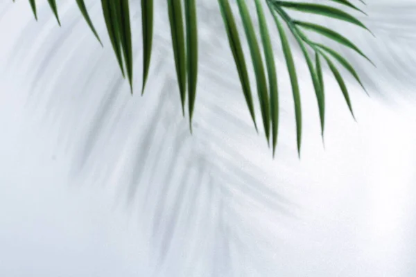 tropical green leaves on white background