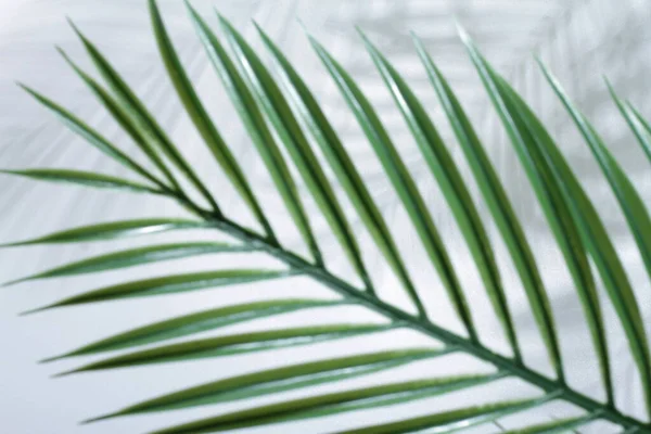 Listy Tropické Zeleně Palmové Listy Přírodní Flóra Listoví — Stock fotografie