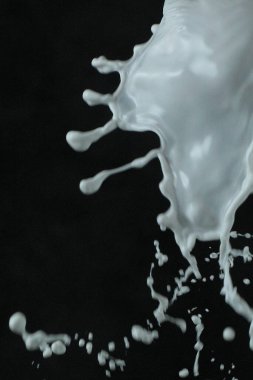 Siyah arkaplanda beyaz süt damlası