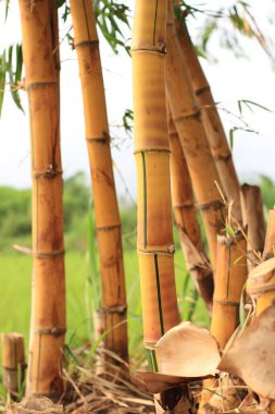 Bambu ağacını kapat.