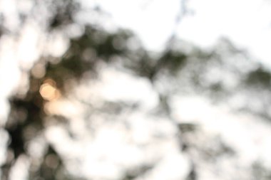 Doğal renk ve ışık bokeh ile bulanık soyut arkaplan