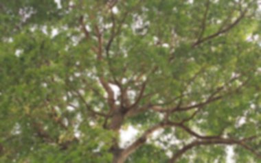 Doğada ağaç dalları, doğada bitki örtüsü.