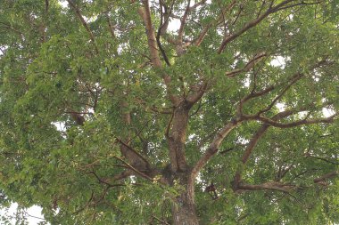 Doğal ormanın güzel manzarası