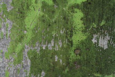 Ağaç gövdesinde yeşil yosun