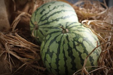 Sepette olgun bir kavun. Kapat.