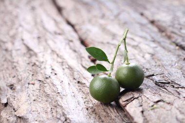 Dalın üzerinde yeşil zeytin