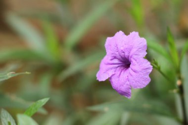 Fotoğraf, görüntü sensörü vasıtasıyla ya da fotoğraf filmi gibi ışığa duyarlı bir materyal aracılığıyla elektronik olarak görüntü oluşturma sanatı, uygulaması ve uygulamasıdır..