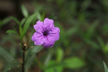 Fotoğraf, görüntü sensörü vasıtasıyla ya da fotoğraf filmi gibi ışığa duyarlı bir materyal aracılığıyla elektronik olarak görüntü oluşturma sanatı, uygulaması ve uygulamasıdır..