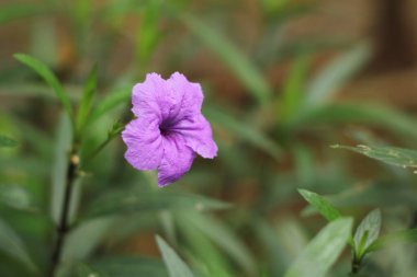 Fotoğraf, görüntü sensörü vasıtasıyla ya da fotoğraf filmi gibi ışığa duyarlı bir materyal aracılığıyla elektronik olarak görüntü oluşturma sanatı, uygulaması ve uygulamasıdır..