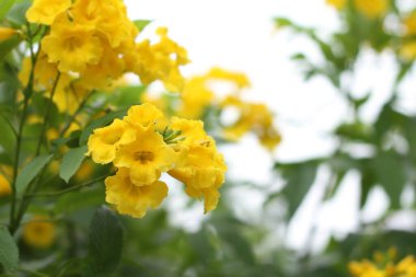 Fotoğraf, görüntü sensörü vasıtasıyla ya da fotoğraf filmi gibi ışığa duyarlı bir materyal aracılığıyla elektronik olarak görüntü oluşturma sanatı, uygulaması ve uygulamasıdır..