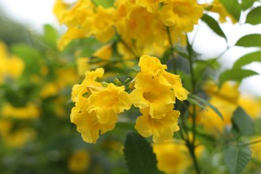 Fotoğraf, görüntü sensörü vasıtasıyla ya da fotoğraf filmi gibi ışığa duyarlı bir materyal aracılığıyla elektronik olarak görüntü oluşturma sanatı, uygulaması ve uygulamasıdır..