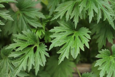 Fotoğraf, görüntü sensörü vasıtasıyla ya da fotoğraf filmi gibi ışığa duyarlı bir materyal aracılığıyla elektronik olarak görüntü oluşturma sanatı, uygulaması ve uygulamasıdır..