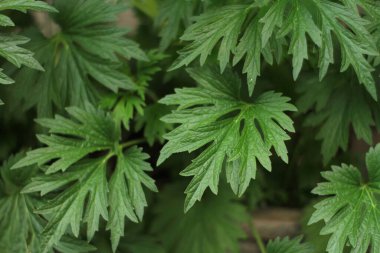 Fotoğraf, görüntü sensörü vasıtasıyla ya da fotoğraf filmi gibi ışığa duyarlı bir materyal aracılığıyla elektronik olarak görüntü oluşturma sanatı, uygulaması ve uygulamasıdır..