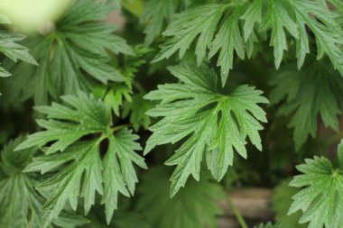 Fotoğraf, görüntü sensörü vasıtasıyla ya da fotoğraf filmi gibi ışığa duyarlı bir materyal aracılığıyla elektronik olarak görüntü oluşturma sanatı, uygulaması ve uygulamasıdır..