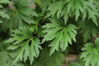 Fotoğraf, görüntü sensörü vasıtasıyla ya da fotoğraf filmi gibi ışığa duyarlı bir materyal aracılığıyla elektronik olarak görüntü oluşturma sanatı, uygulaması ve uygulamasıdır..