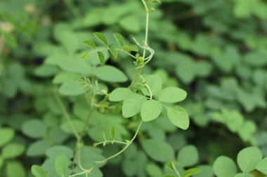 Fotoğraf, görüntü sensörü vasıtasıyla ya da fotoğraf filmi gibi ışığa duyarlı bir materyal aracılığıyla elektronik olarak görüntü oluşturma sanatı, uygulaması ve uygulamasıdır..
