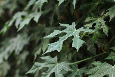 Fotoğraf, görüntü sensörü vasıtasıyla ya da fotoğraf filmi gibi ışığa duyarlı bir materyal aracılığıyla elektronik olarak görüntü oluşturma sanatı, uygulaması ve uygulamasıdır..