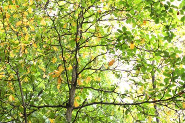 Fotoğraf, görüntü sensörü vasıtasıyla ya da fotoğraf filmi gibi ışığa duyarlı bir materyal aracılığıyla elektronik olarak görüntü oluşturma sanatı, uygulaması ve uygulamasıdır..