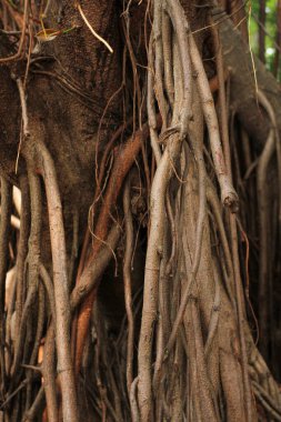 Yemek fotoğrafçılığı, yiyeceklerin güzel, ağız sulandırıcı görüntülerini yakalamaya odaklanan bir fotoğraf türüdür. İster bir yemek kitabı için olsun,