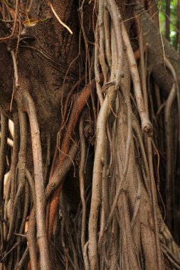 Yemek fotoğrafçılığı, yiyeceklerin güzel, ağız sulandırıcı görüntülerini yakalamaya odaklanan bir fotoğraf türüdür. İster bir yemek kitabı için olsun,