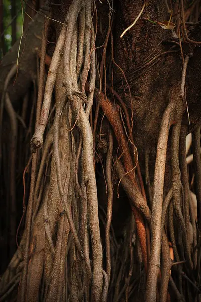 Roots Tree Forest — Stock Photo, Image