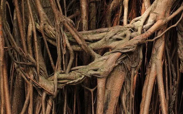 Roots Tree Branches Nature Flora — Stock Photo, Image