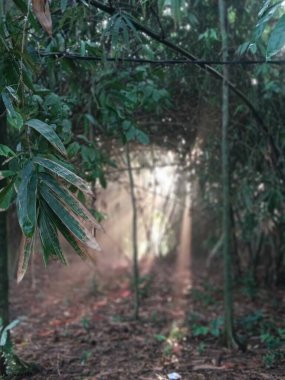 Ormanın güzel manzarası