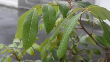 A light breeze hits the green leaves on a cloudy day after the rain. Perfect for video footage