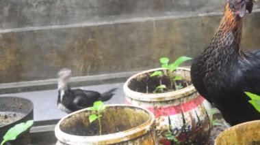 Tavuk ve yavruları yağmura yakalandıktan sonra bahçede yiyecek arıyorlar.