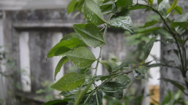 Wet Lime Leaves Being Washed Rain Sway Gentle Breeze — Stock Video