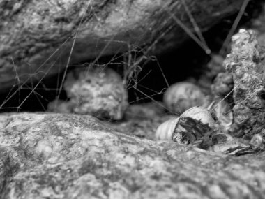 remains of little ball bugs in the spider webs