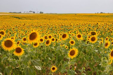 A beautiful sunflower field in June in Andalucia, Spain