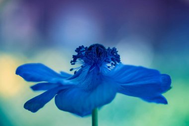 anemone, blue anemone on a pastel background