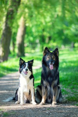 Portrait of two smart Border Collie dogs and a German shepherd in a summer park