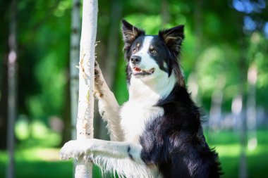 portrait of a nice Border Collie dog