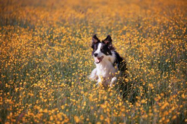 cute purebred Border Collie dog running in the meadow