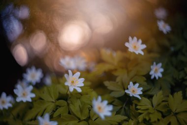 anemone, forset anemone, blurry background, beautiful flowers in the garden