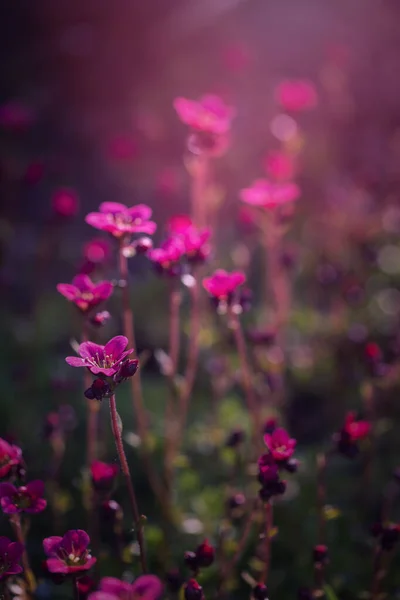 Розовые Цветы Весенний Сад Цветущие Цветы Цветочный Фон — стоковое фото