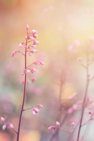 Pink Flowers Spring Garden Blooming Flowers Floral Background — Stock Photo, Image