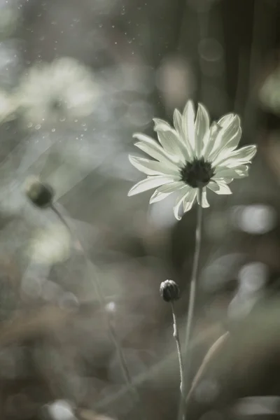 デイジー 春の庭 花の背景 — ストック写真