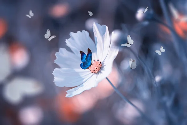 Cosmos Jardín Mariposa Hermosa Flor Blanca Sobre Fondo Borroso — Foto de Stock