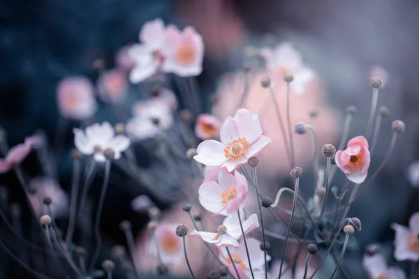 Anemone Pink Anemones Closeup Beautiful Blooming Flowers — Foto de Stock