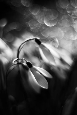 bahar çiçekleri, kardamlaları, beyaz galanthus, çiçekler, bahar, beyaz çiçekler, çiçekler, çiçek arkaplanı,