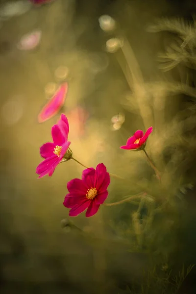 Kosmos Ogrodowy Meksykański Aster Kwitnące Kwiaty Kompozycje Kwiatowe Letnie Ogrody — Zdjęcie stockowe